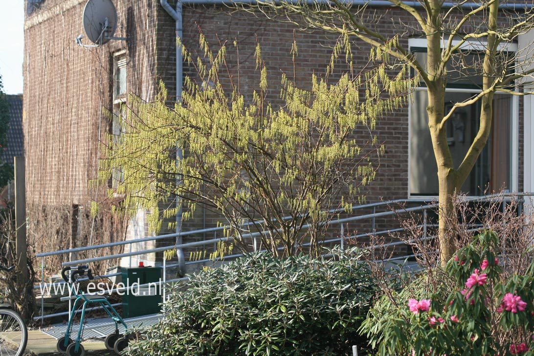 Stachyurus praecox 'Petra'