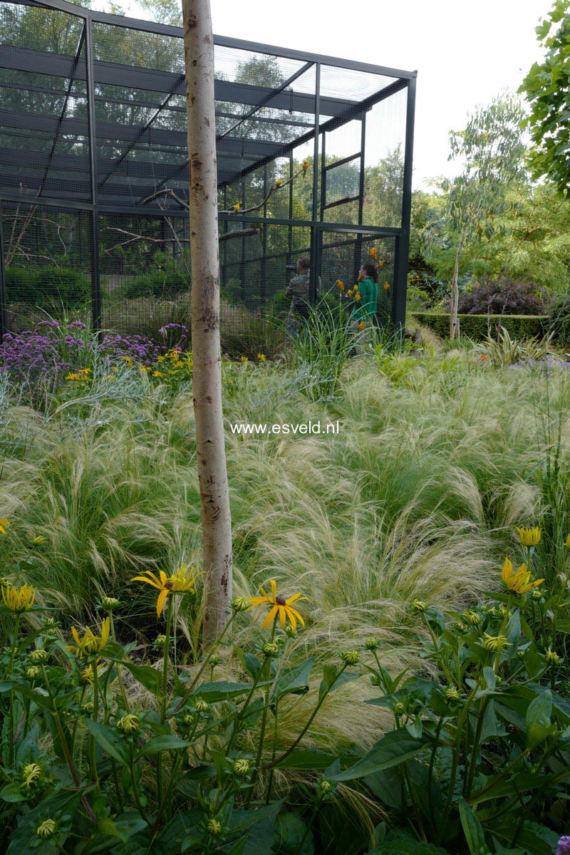 Stipa tenuissima 'Ponytails'