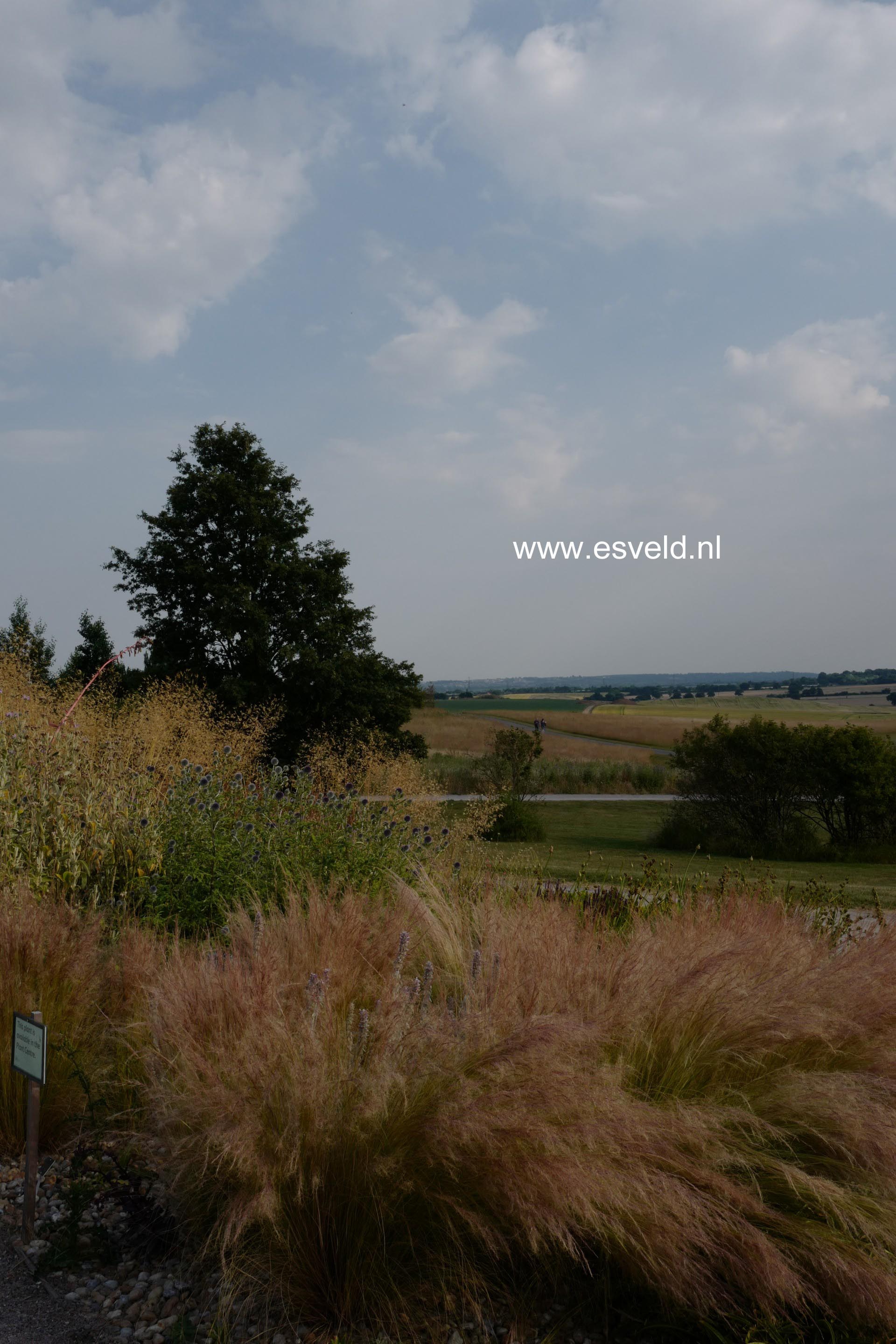 Stipa tenuissima
