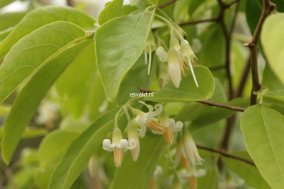 Styrax dasyanthus