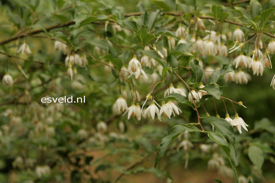 Styrax formosanus var. formosanus