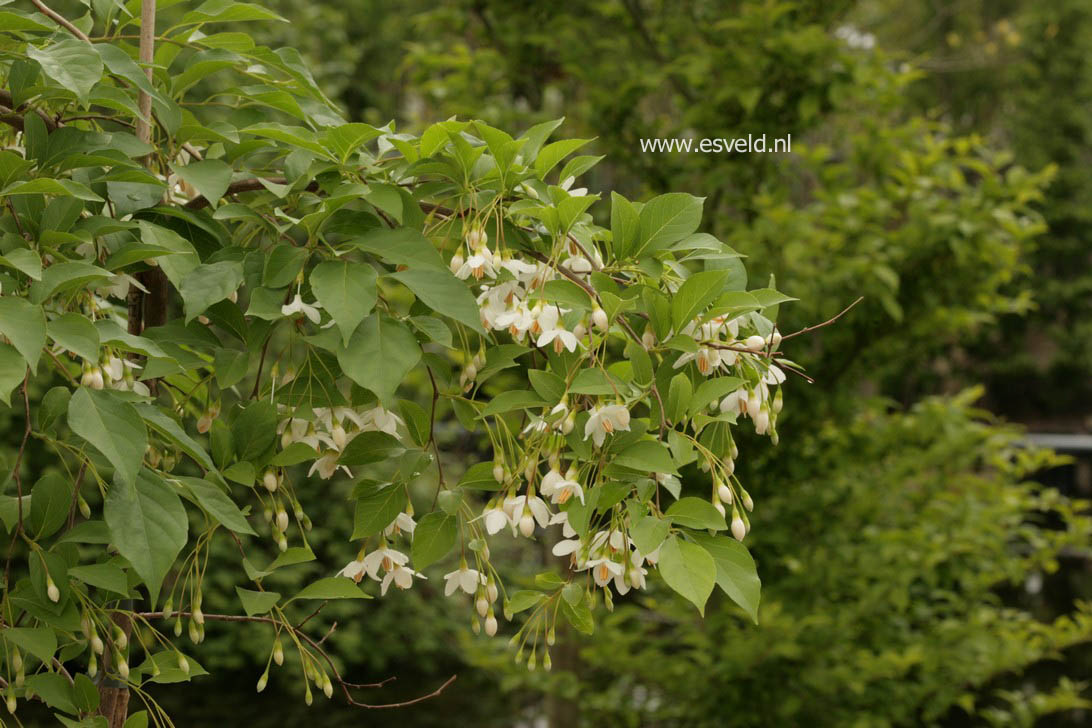 Styrax japonicus 'Chrystal'