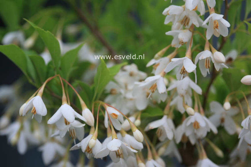 Styrax japonicus 'Hyme'