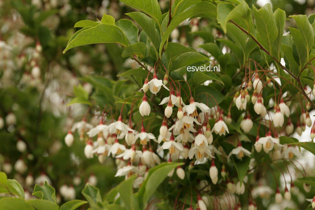 Styrax japonicus 'Peter Pan'