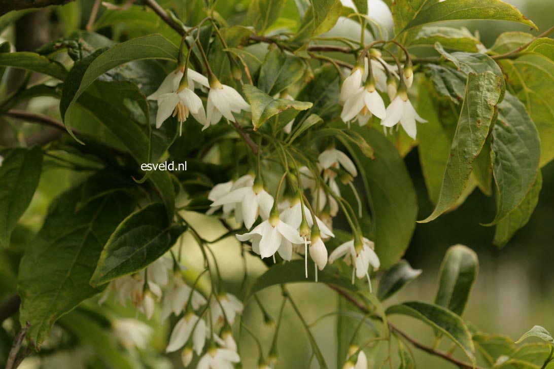 Styrax wuyuanensis
