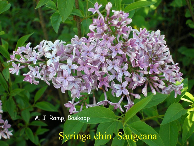 Syringa chinensis 'Saugeana'