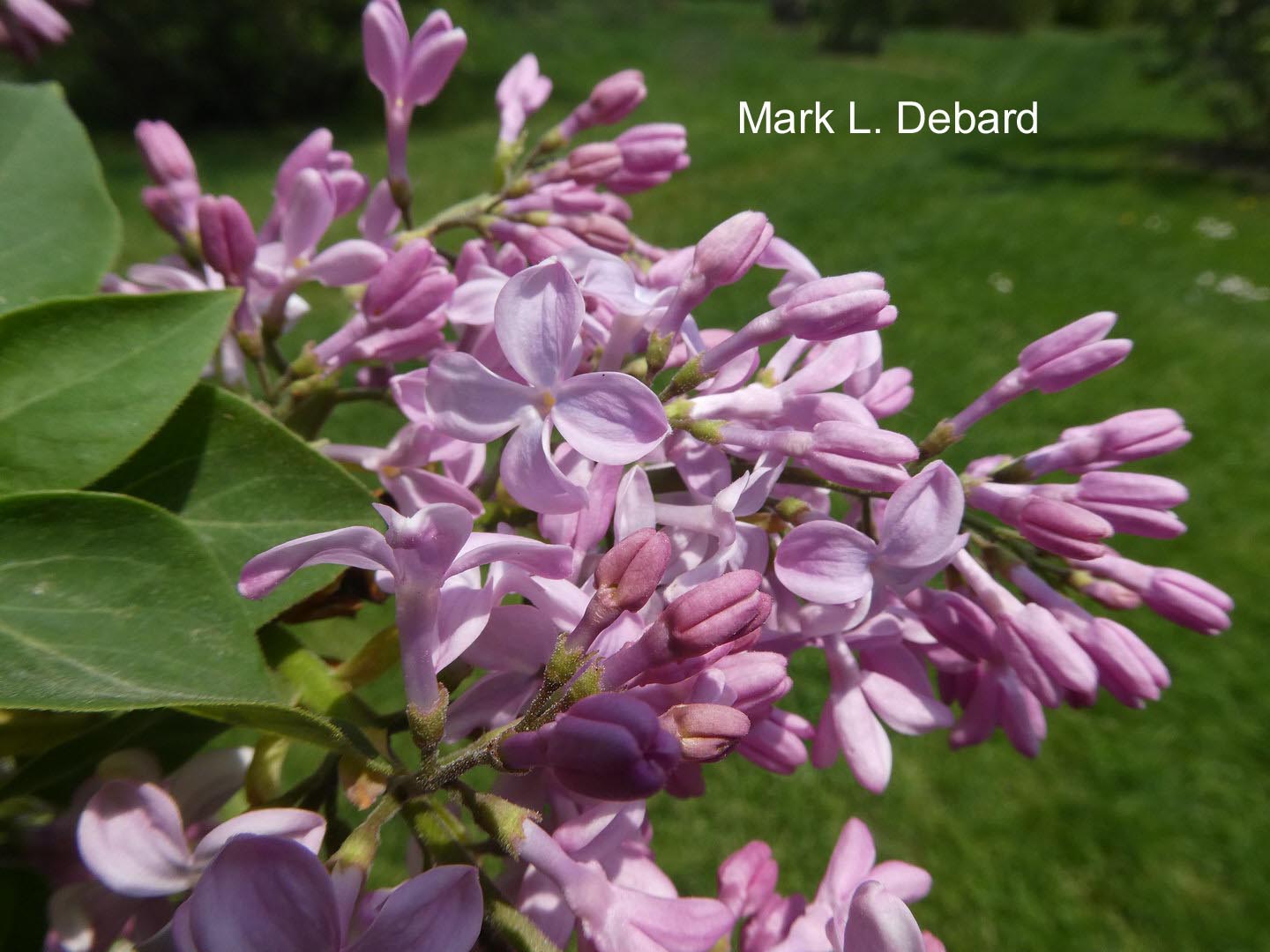 Syringa hyacinthiflora 'Buffon'