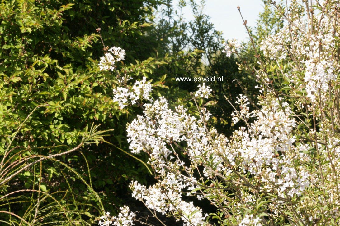 Syringa persica 'Alba'