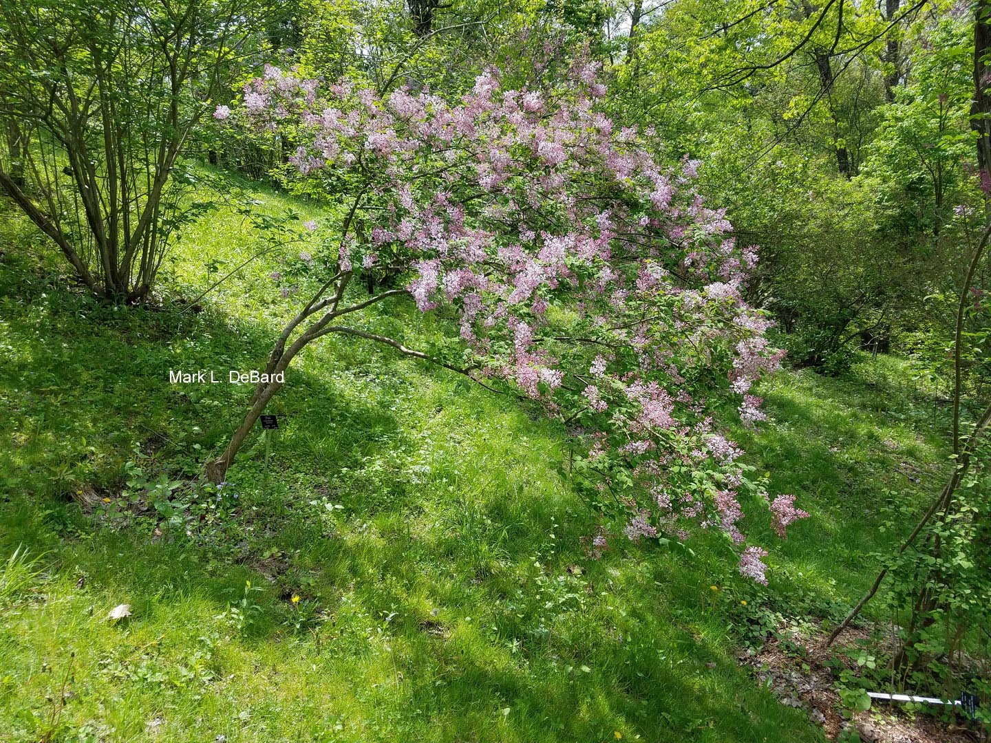 Syringa vulgaris 'Macrostachya'