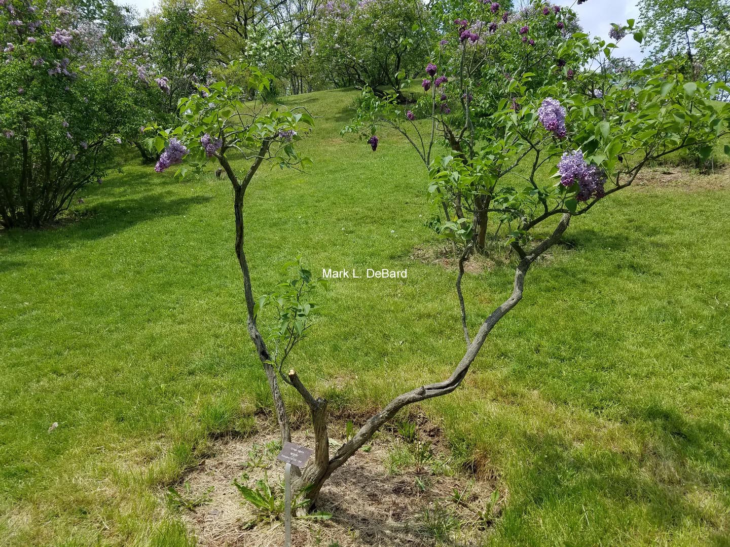 Syringa vulgaris 'Mechta'