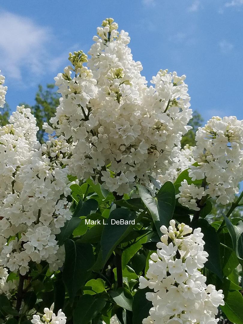 Syringa vulgaris 'Rochester'