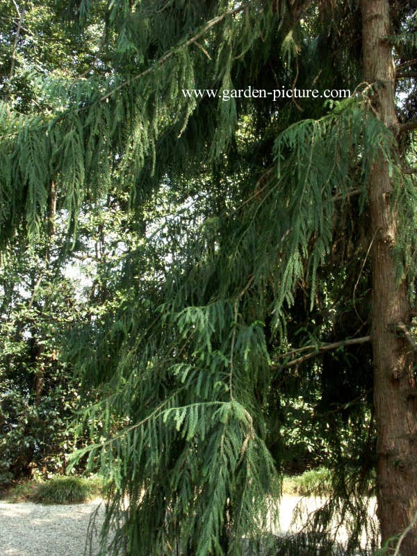 Taiwania cryptomerioides