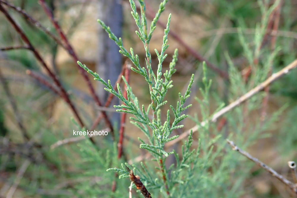 Tamarix gallica