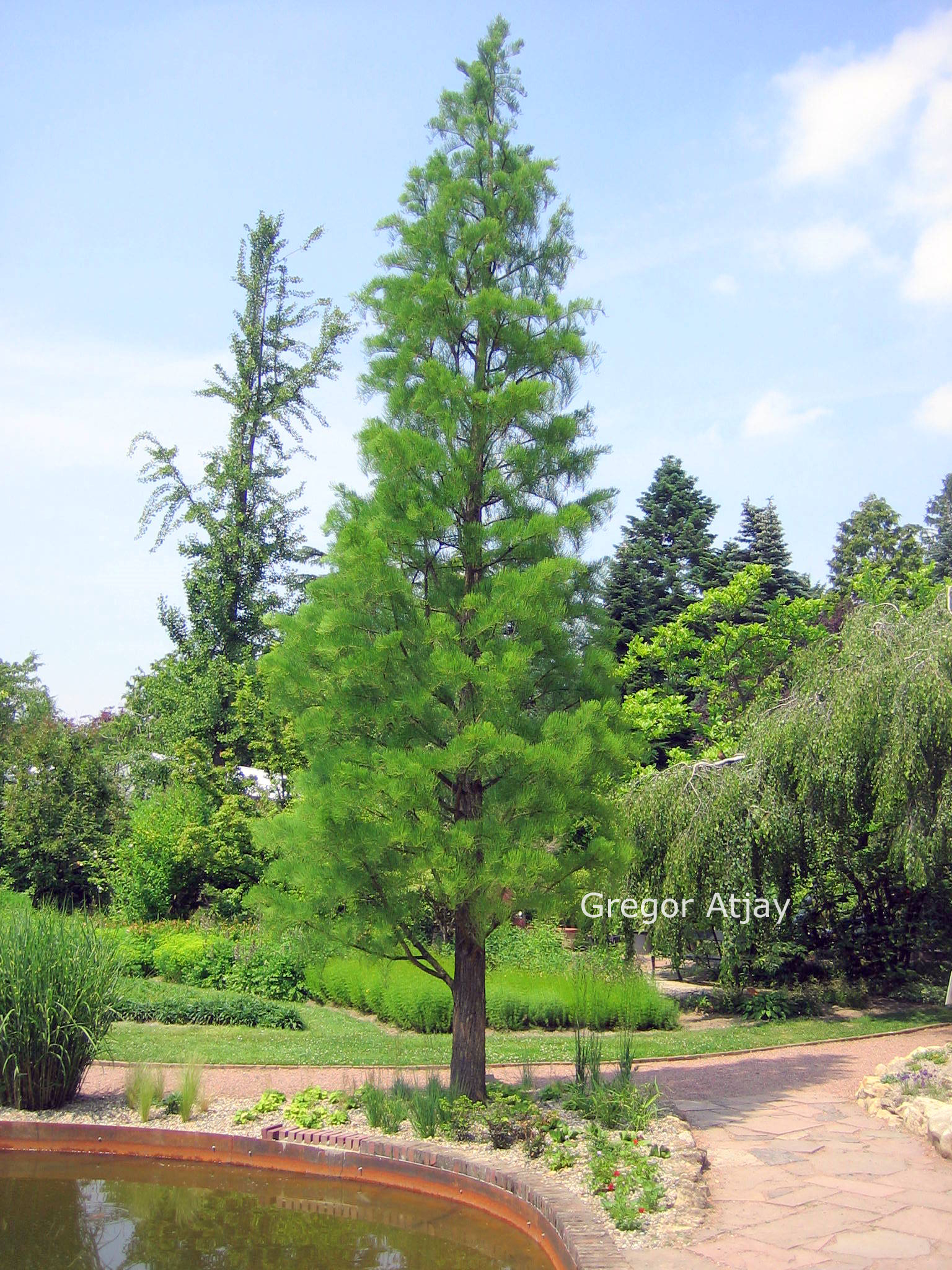 Taxodium distichum 'Nutans'