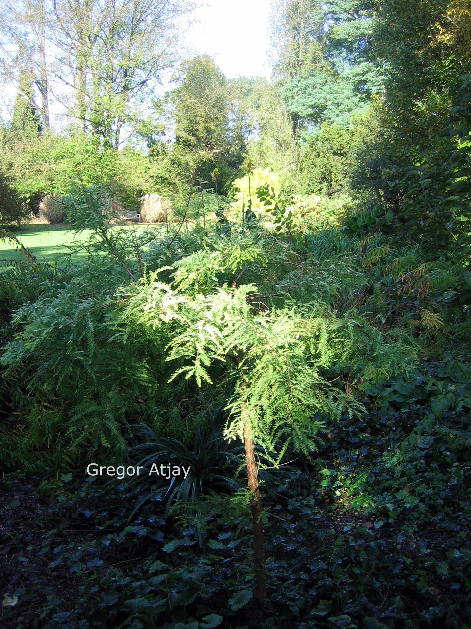 Taxodium distichum 'Peve Yellow'