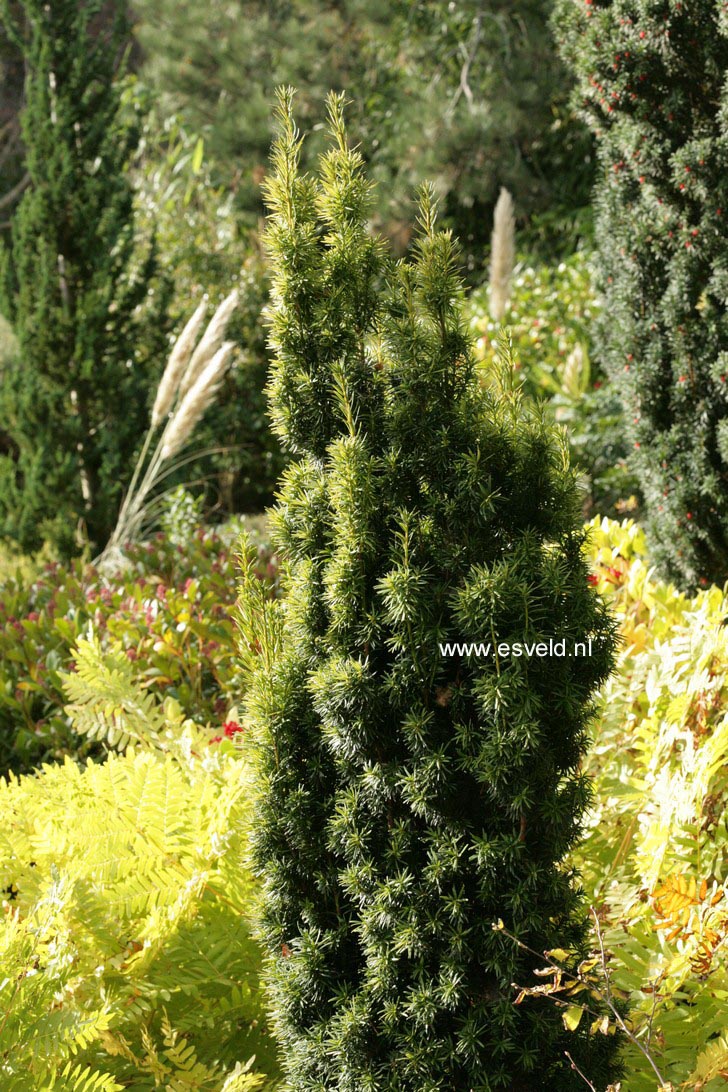 Taxus baccata 'Fastigiata Aurea'