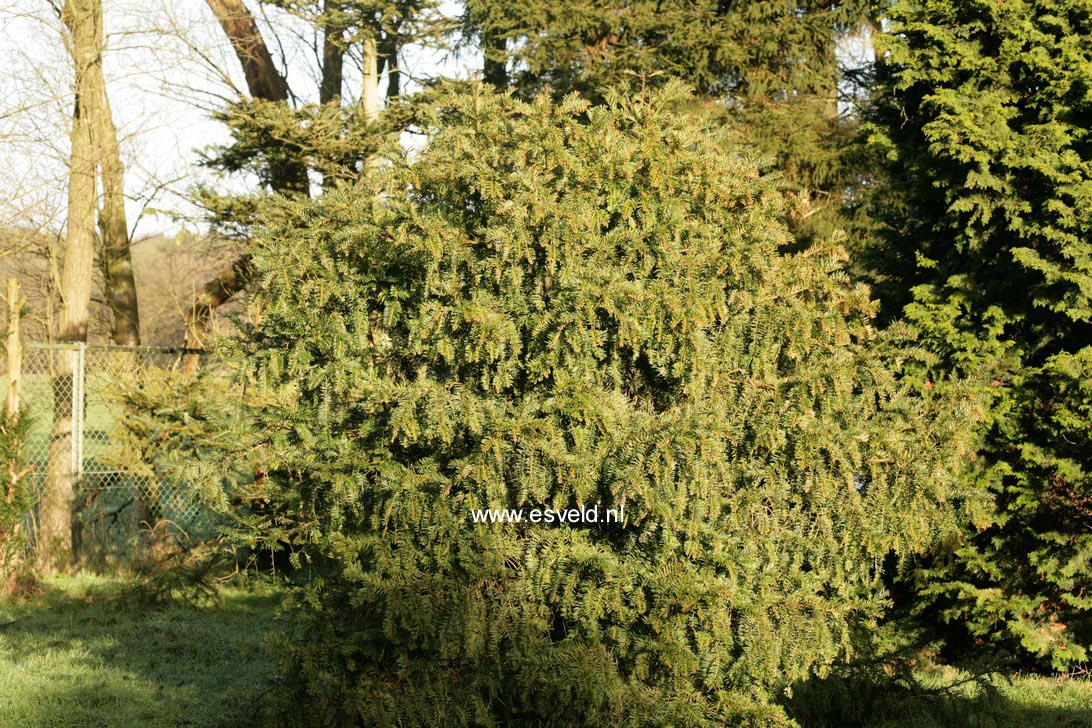 Taxus chinenis