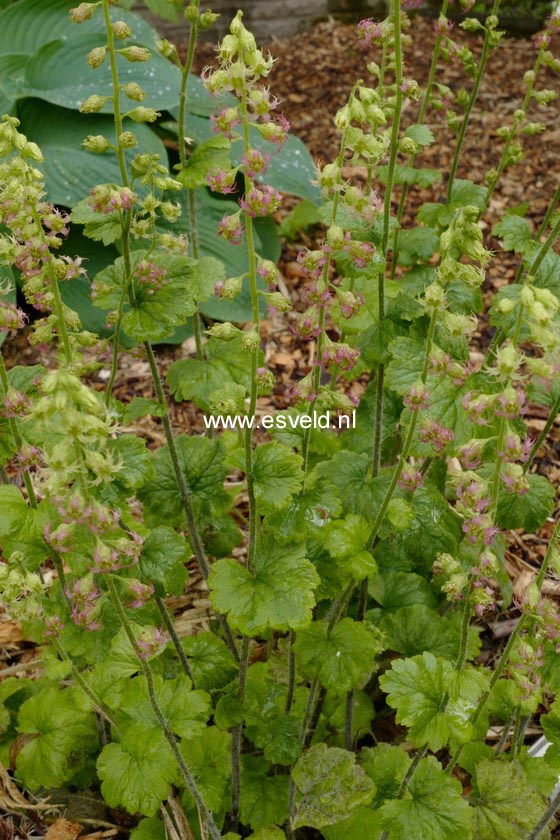 Tellima grandiflora