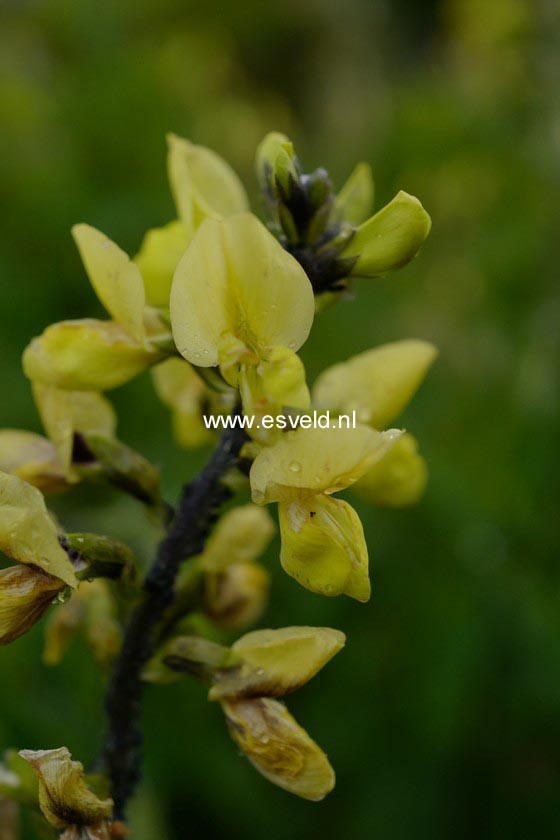 Thermopsis lanceolata