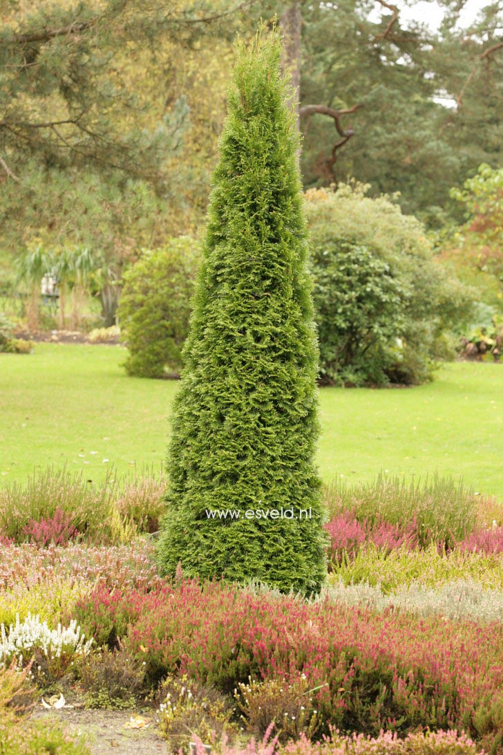 Thuja occidentalis 'Smaragd'