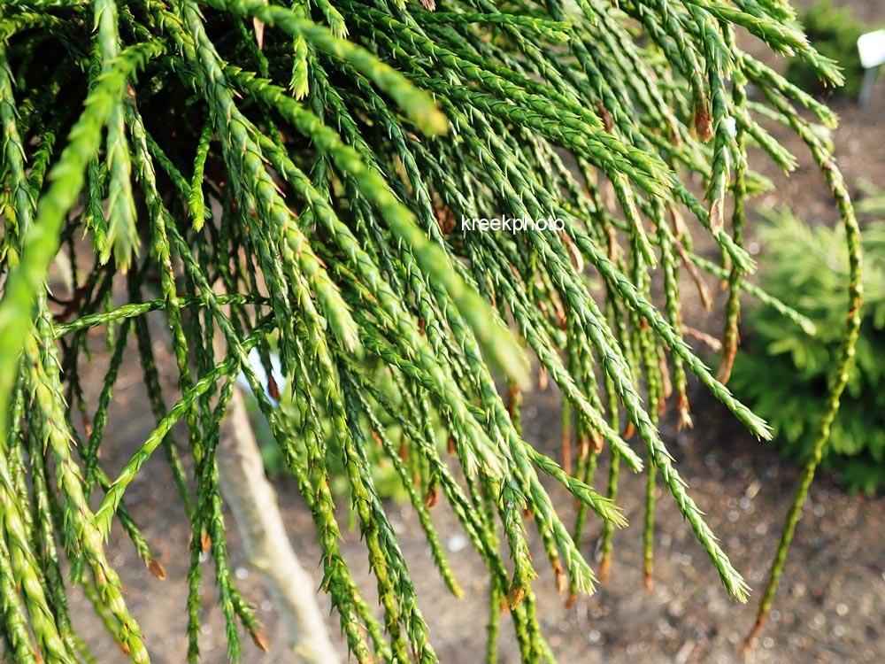 Thuja plicata 'Whipcord'