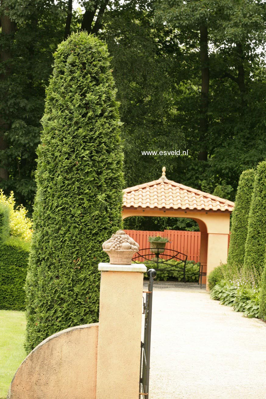 Thuja plicata