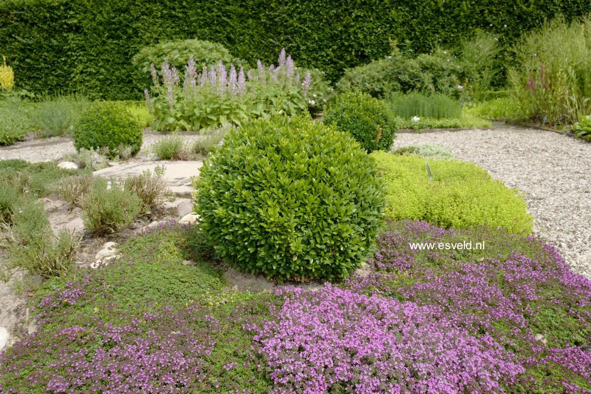 Thymus praecox 'Coccineus'
