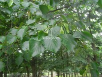 Tilia cordata