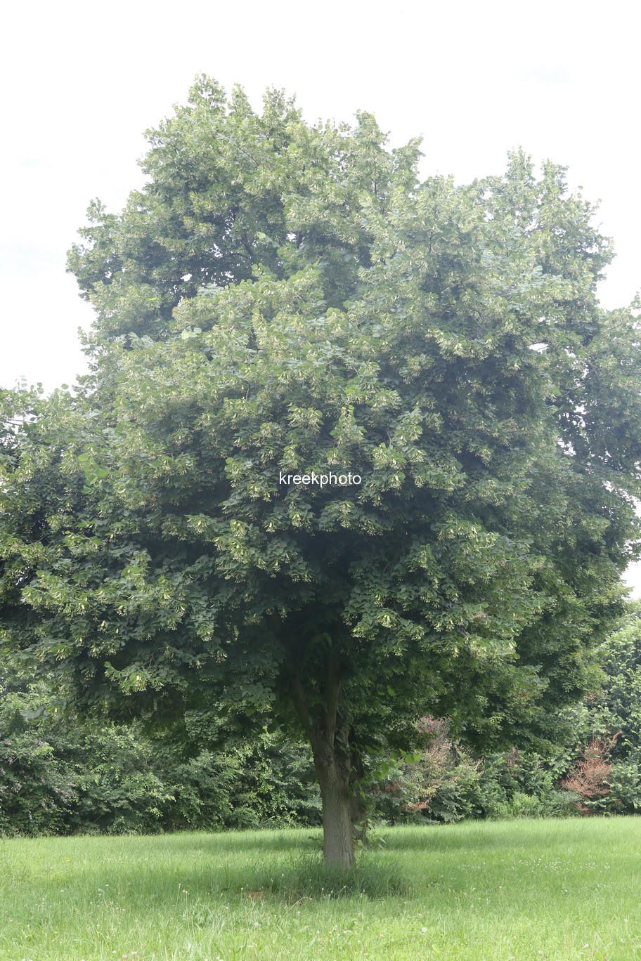 Tilia platyphyllos