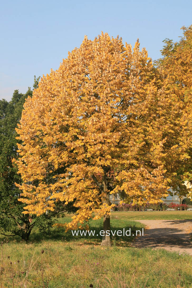 Tilia tomentosa