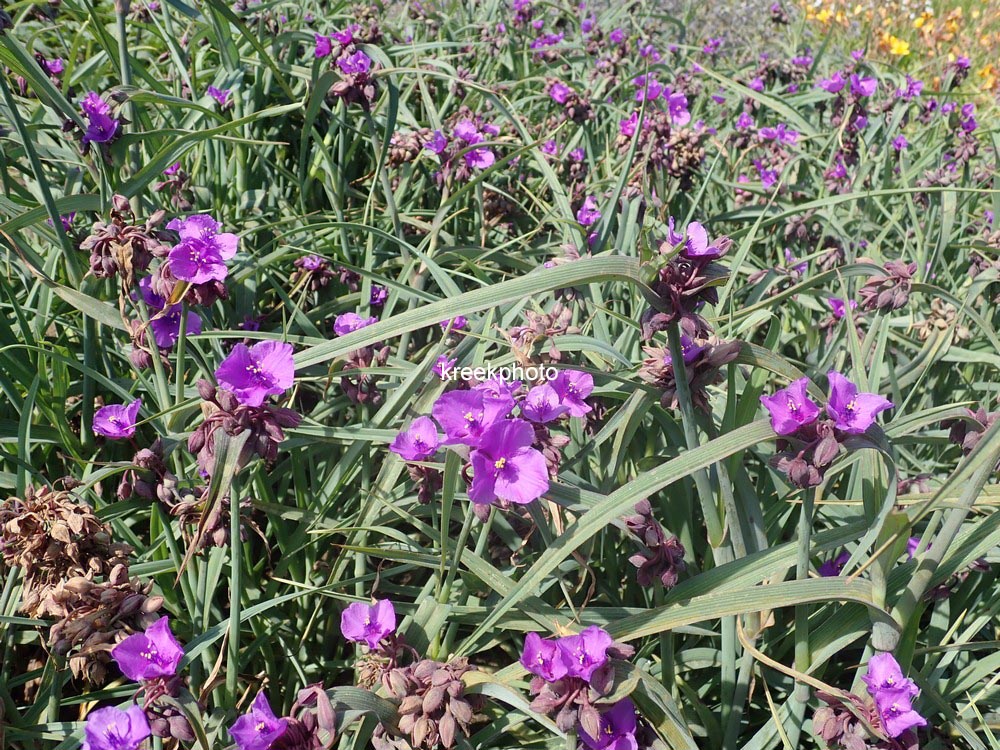 Tradescantia andersoniana 'Concord Grape'