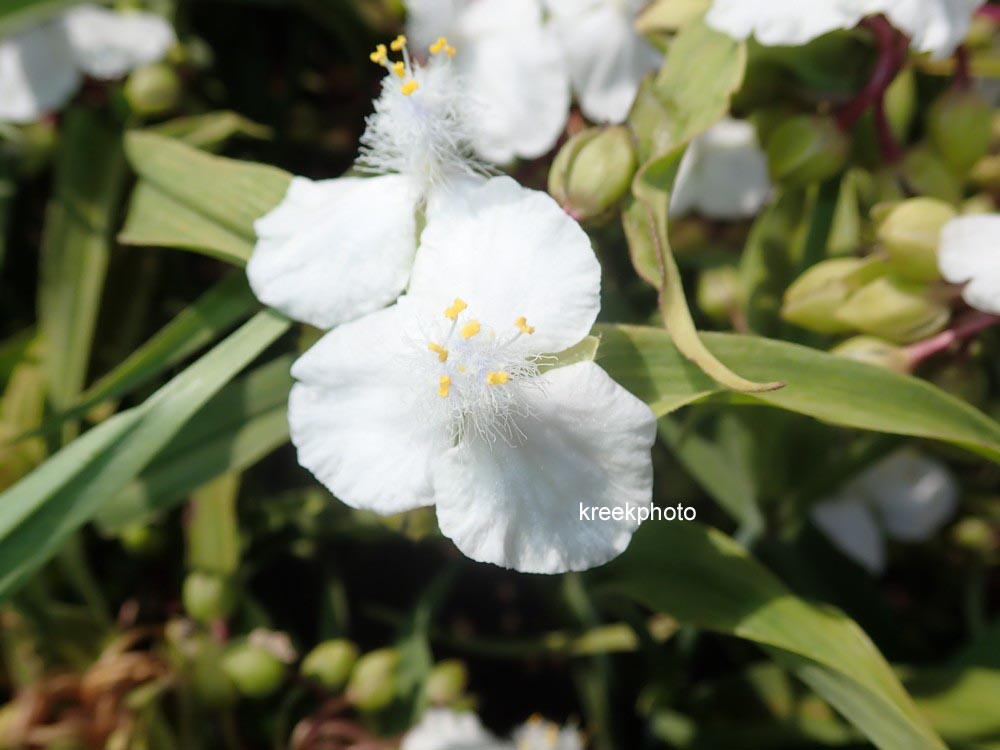 Tradescantia andersoniana 'Innocence'