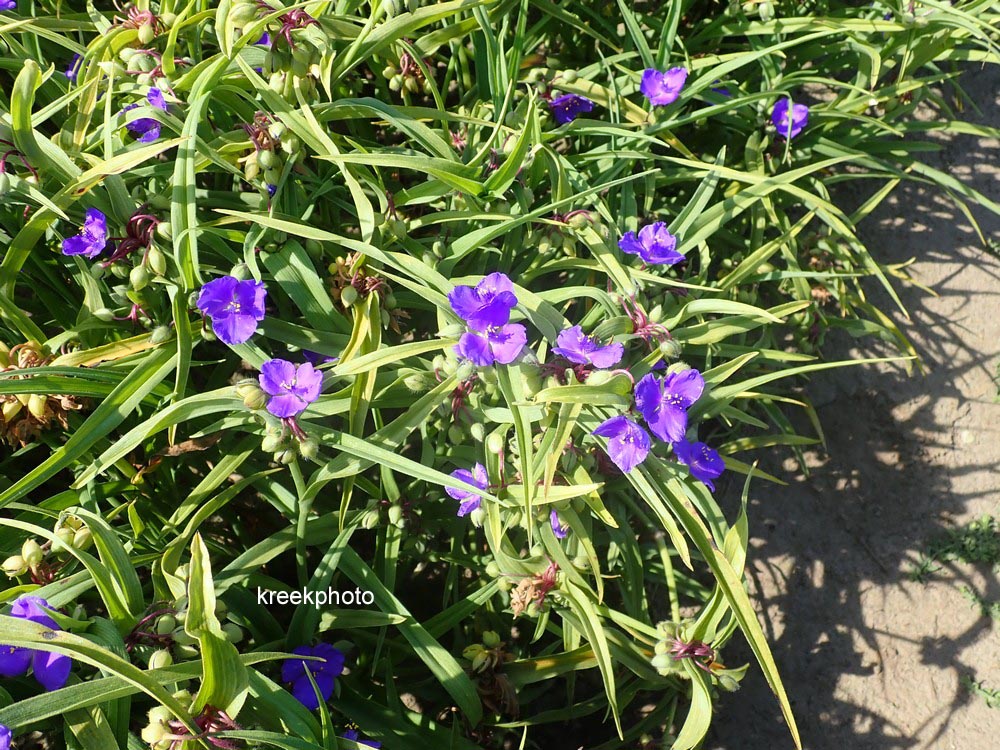 Tradescantia andersoniana 'Zwanenburg Blue'