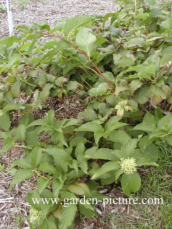 Tripterygium regelii