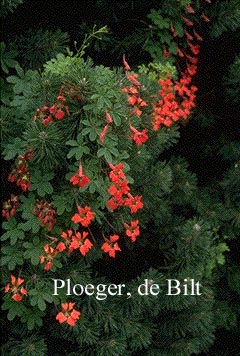 Tropaeolum speciosum