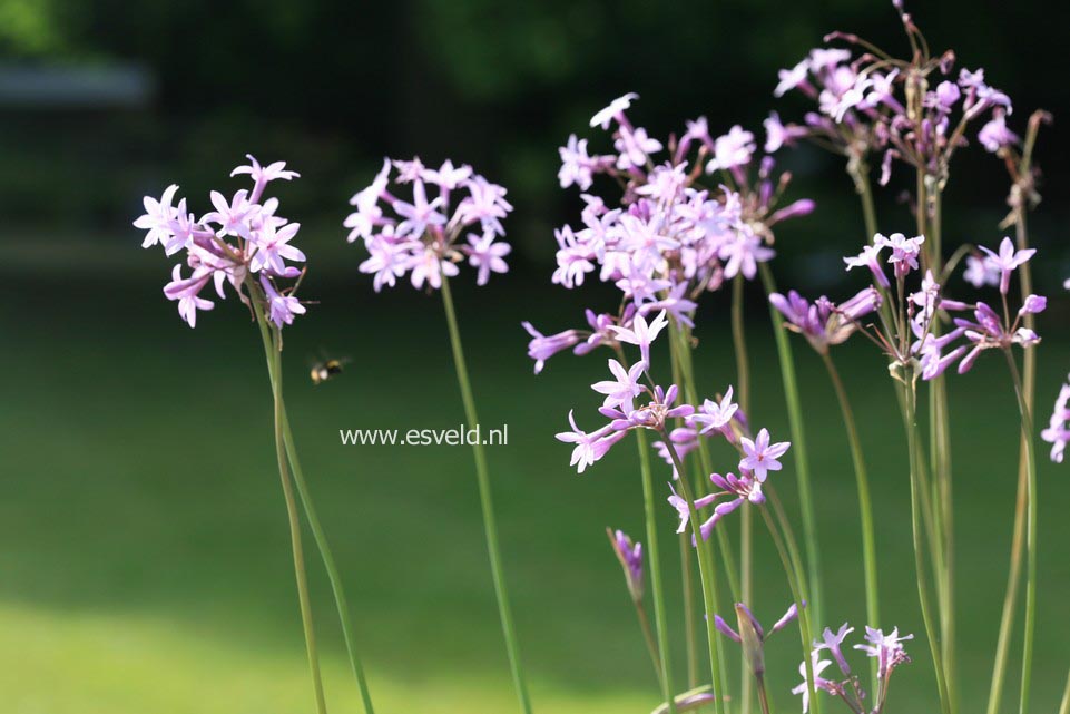 Tulbaghia violacea