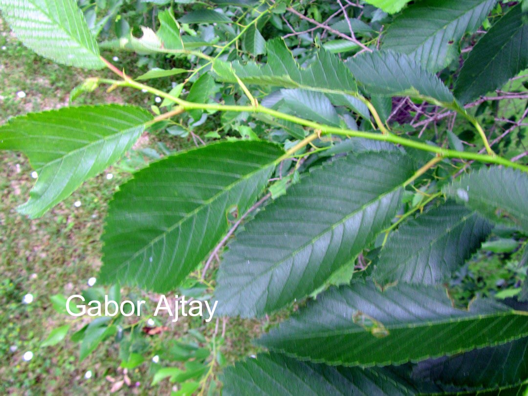 Ulmus 'Sapporo Autumn Gold'