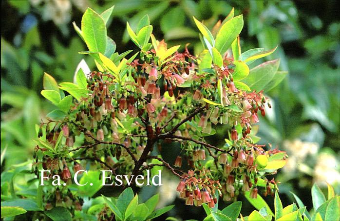 Vaccinium arctostaphylos