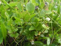 Vaccinium myrtillus
