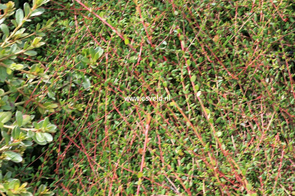 Vaccinium oxycoccus