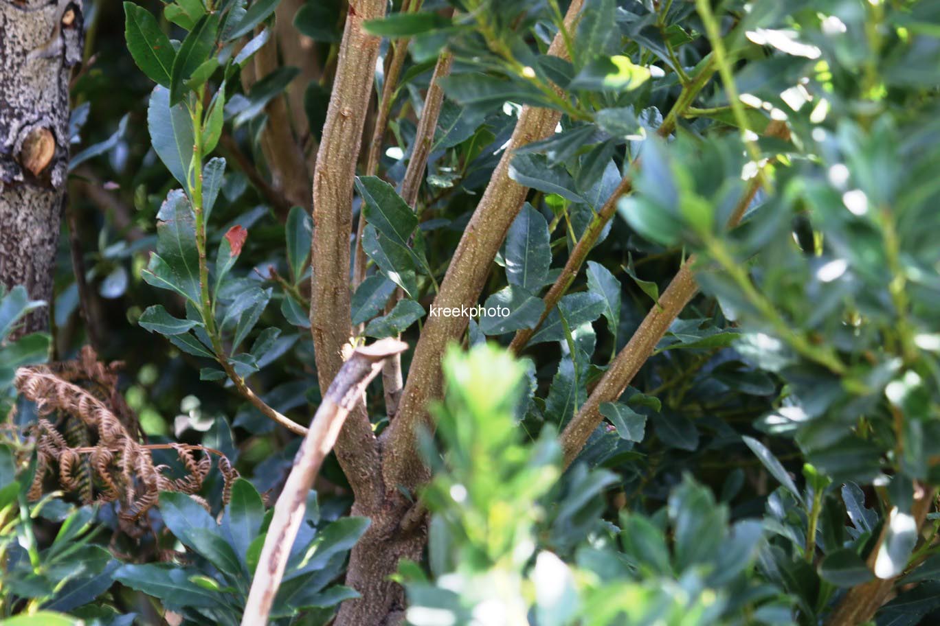 Vaccinium padifolium