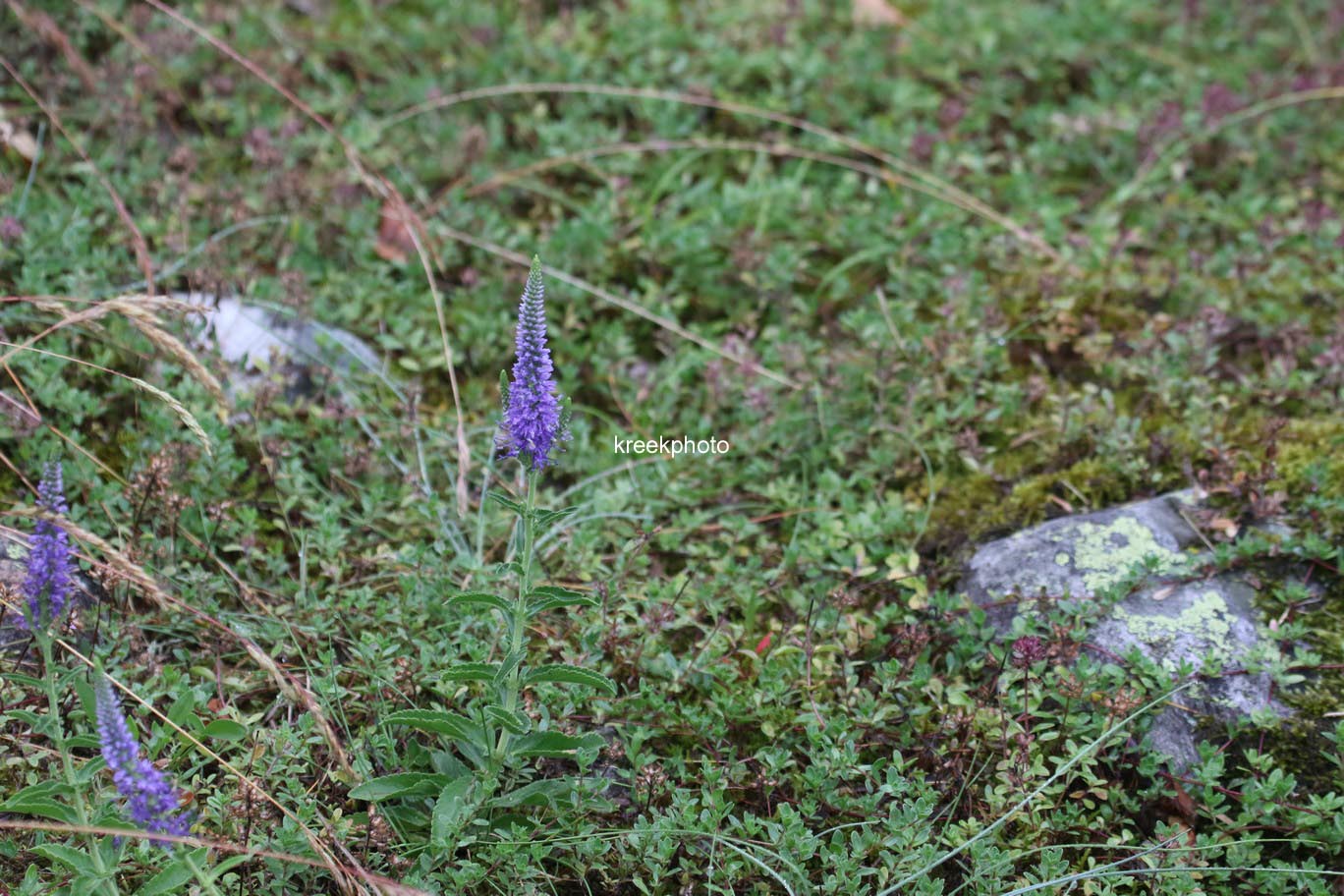 Veronica spicata