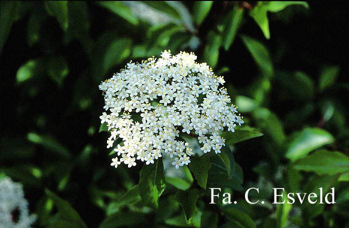 Viburnum 'Royal Guard'