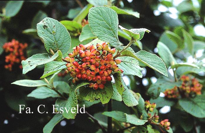 Viburnum burejaeticum