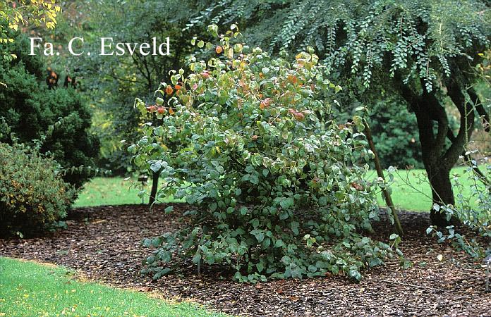 Viburnum burkwoodii 'Fulbrook'