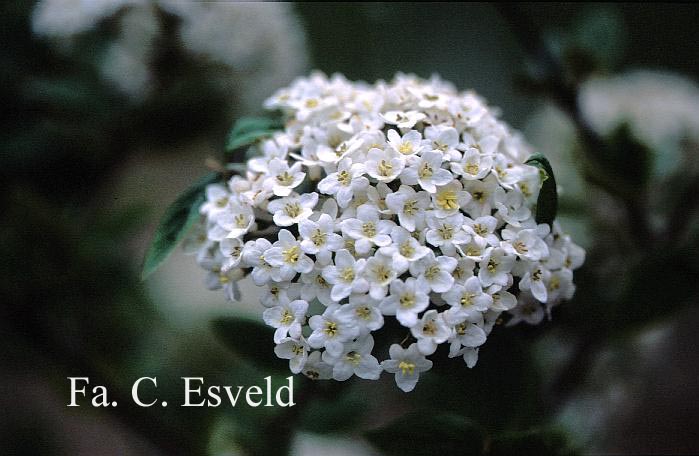 Viburnum burkwoodii 'Park Farm Hybrid'