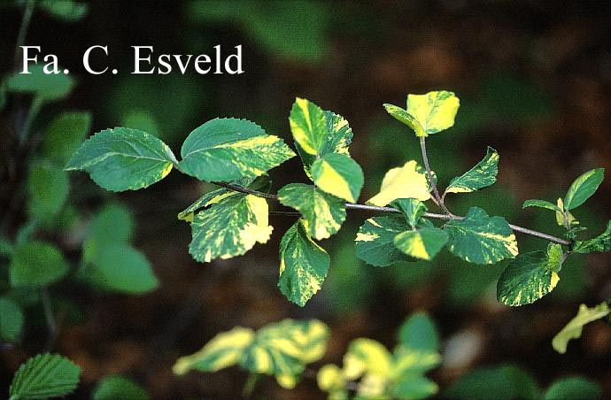 Viburnum carlcephalum 'Van der Maat'