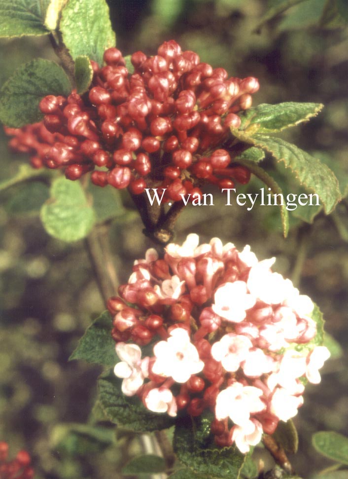 Viburnum carlesii 'Diana'