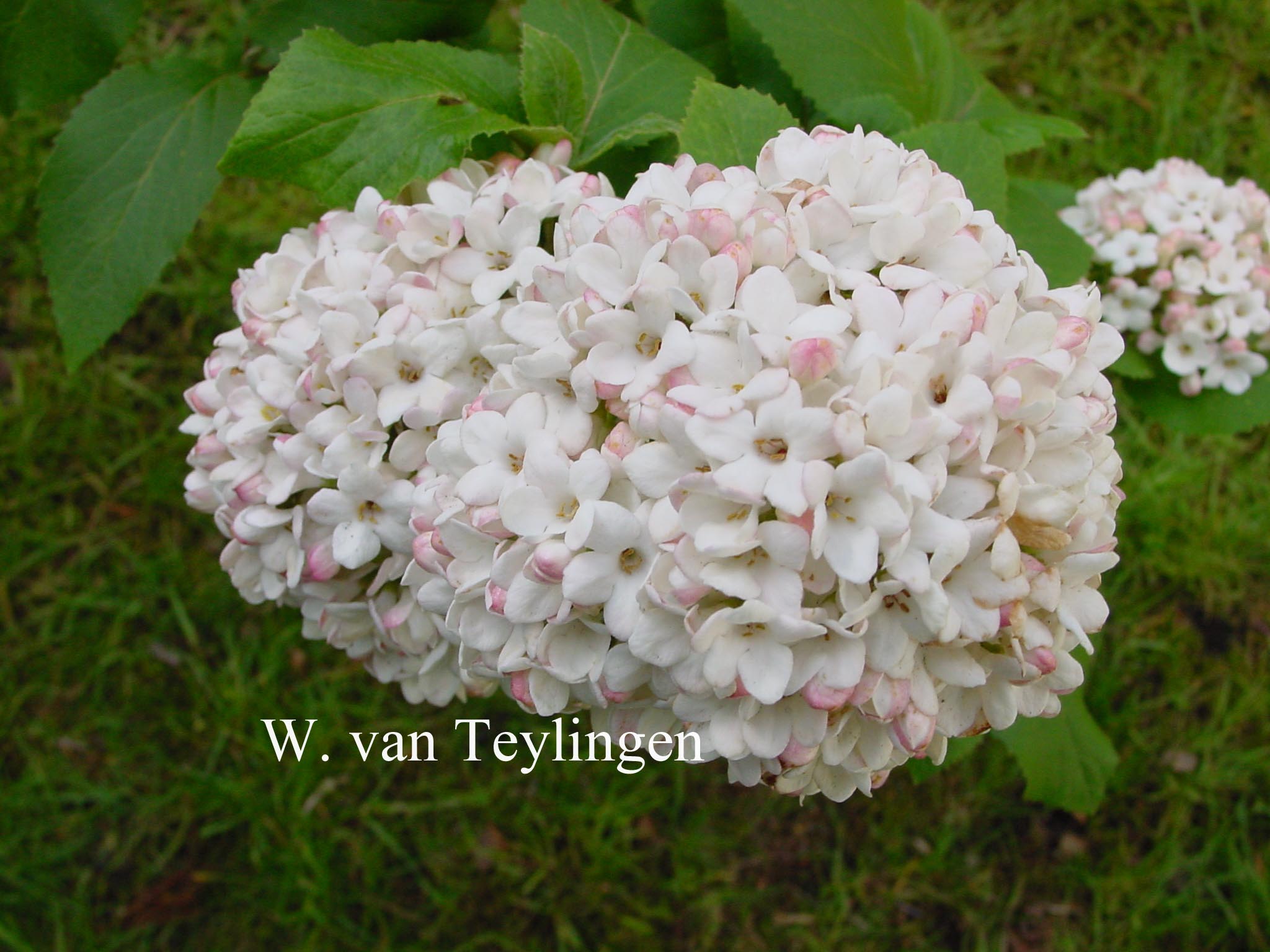 Viburnum carlesii 'Marlou'