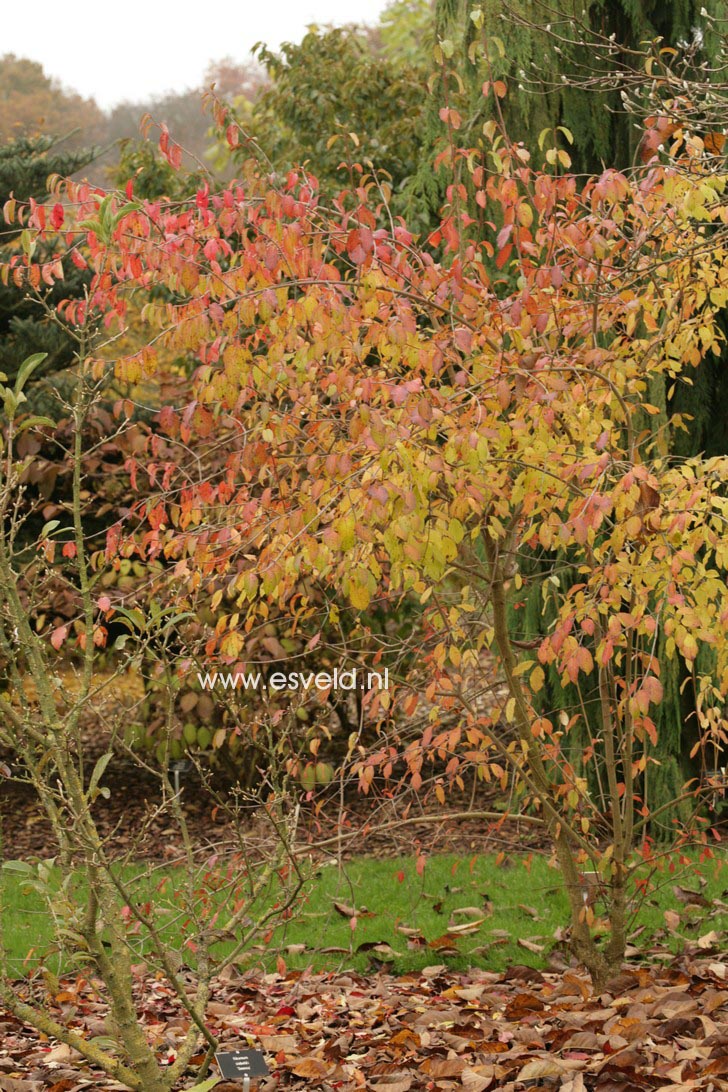Viburnum cassinoides 'Sear Charm'
